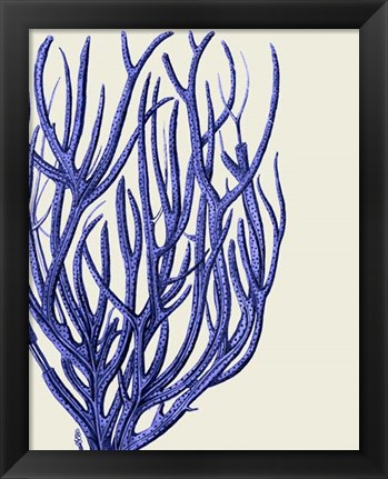 Framed Blue Corals 2 c Print