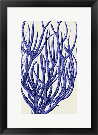 Framed Blue Corals 2 c Print