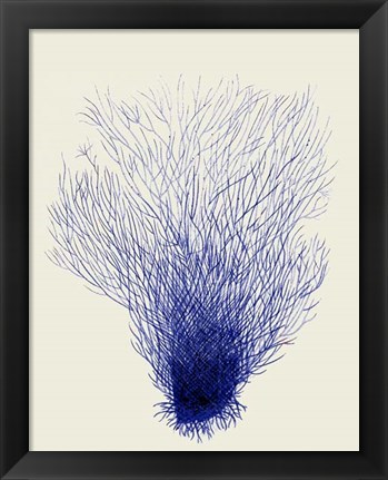 Framed Blue Corals 2 d Print