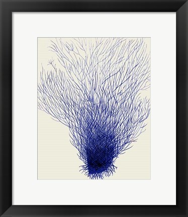 Framed Blue Corals 2 d Print