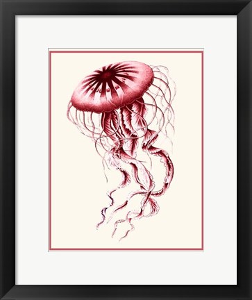 Framed Mixed Nautical Coral on Cream e Print