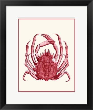 Framed Mixed Nautical Coral on Cream f Print