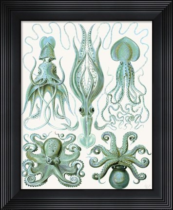 Framed Turquoise Octopus and Squid b Print