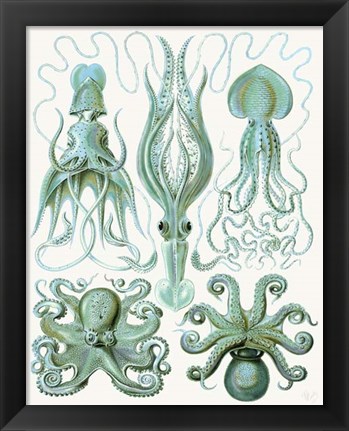 Framed Turquoise Octopus and Squid b Print