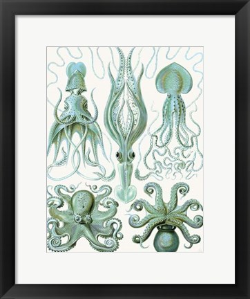 Framed Turquoise Octopus and Squid b Print