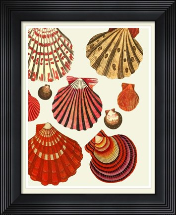 Framed Red and Cream Clam Shells Print