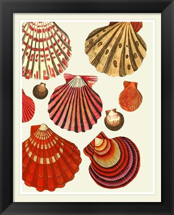 Framed Red and Cream Clam Shells Print