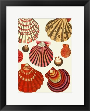 Framed Red and Cream Clam Shells Print