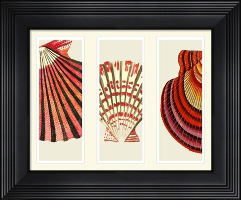 Framed Red and Cream Shells on 3 Panels Print