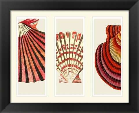 Framed Red and Cream Shells on 3 Panels Print