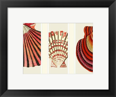 Framed Red and Cream Shells on 3 Panels Print