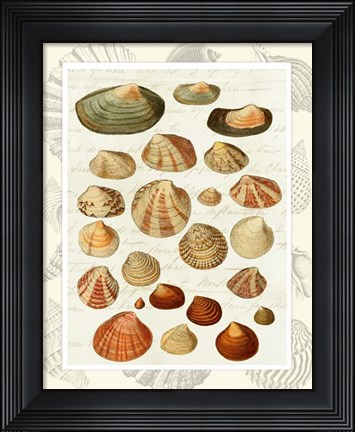 Framed Shells on Vintage Script Print
