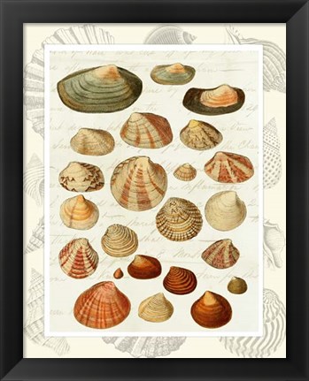 Framed Shells on Vintage Script Print