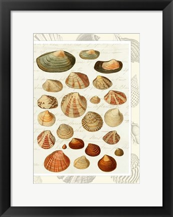 Framed Shells on Vintage Script Print