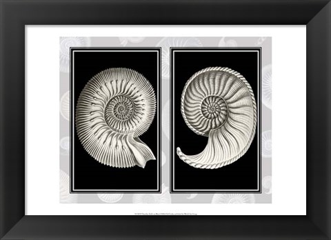 Framed Nautilus Shells On Black Print