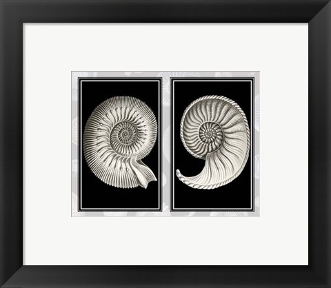 Framed Nautilus Shells On Black Print