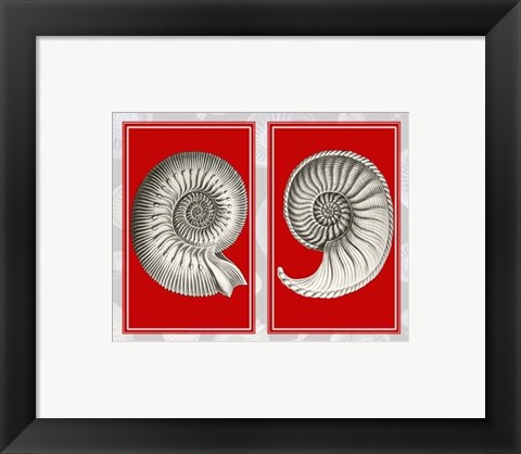 Framed Nautilus Shells On Red Print
