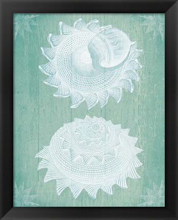 Framed Shells White on Turquoise Print