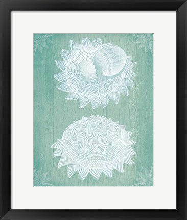 Framed Shells White on Turquoise Print