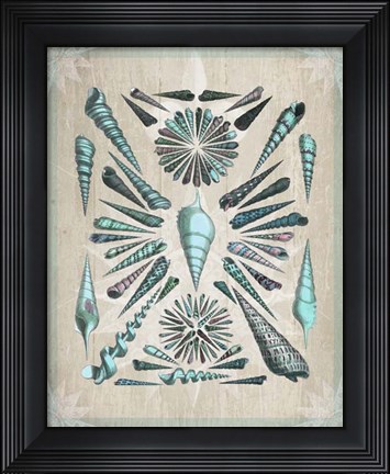 Framed Shell Collection 5 Print