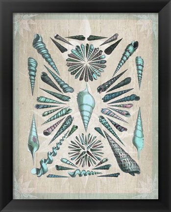 Framed Shell Collection 5 Print