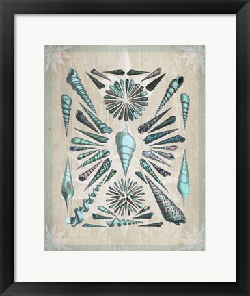 Framed Shell Collection 5 Print