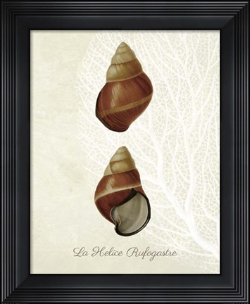 Framed French Shell Print a Print