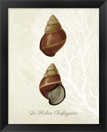 Framed French Shell Print a Print