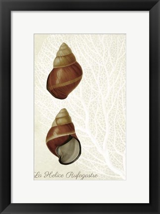 Framed French Shell Print a Print