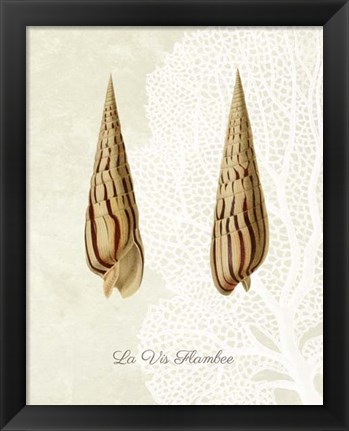 Framed French Shell Print b Print