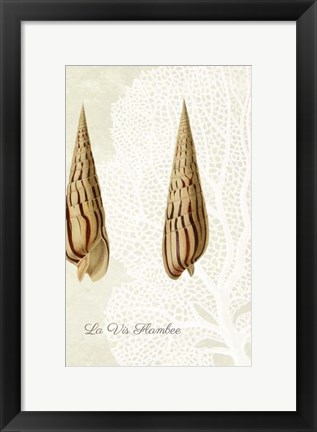 Framed French Shell Print b Print