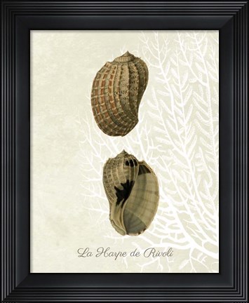Framed French Shell Print c Print