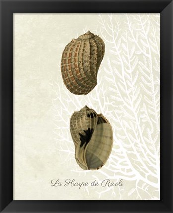 Framed French Shell Print c Print