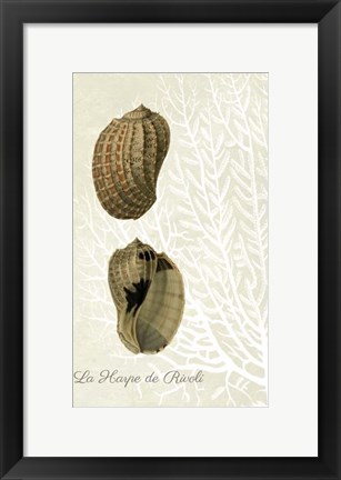 Framed French Shell Print c Print