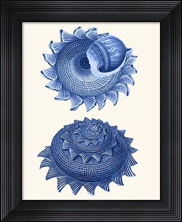 Framed 2 Blue Shells b Print