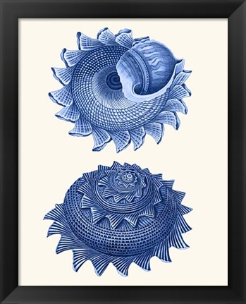 Framed 2 Blue Shells b Print