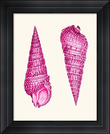 Framed Pink Shells a Print