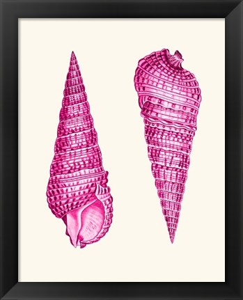 Framed Pink Shells a Print