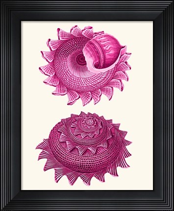 Framed Pink Shells b Print
