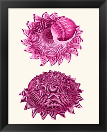 Framed Pink Shells b Print