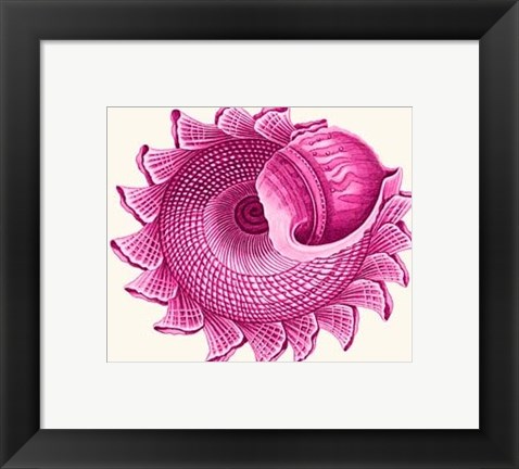 Framed Pink Shells b Print