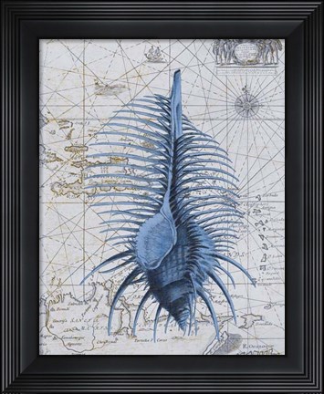 Framed Seashell Collection 1 b Print
