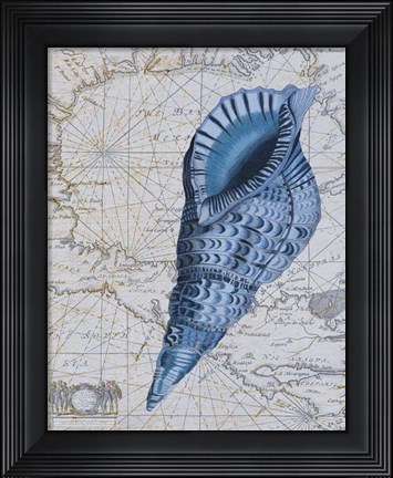 Framed Seashell Collection 1 c Print