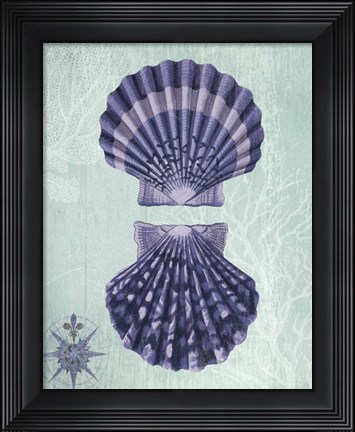 Framed Seashell Collection 2 a Print