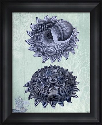 Framed Seashell Collection 2 b Print