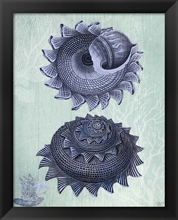 Framed Seashell Collection 2 b Print