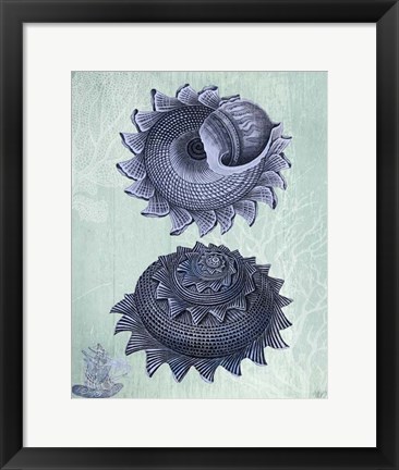 Framed Seashell Collection 2 b Print