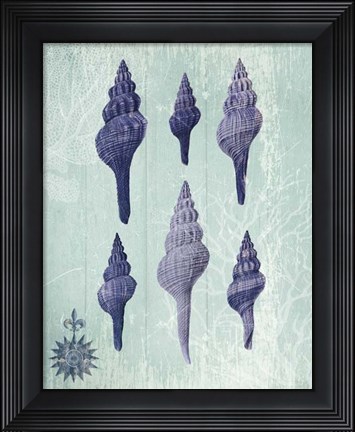 Framed Seashell Collection 2 c Print