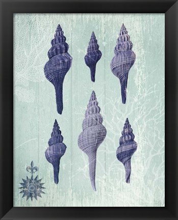 Framed Seashell Collection 2 c Print