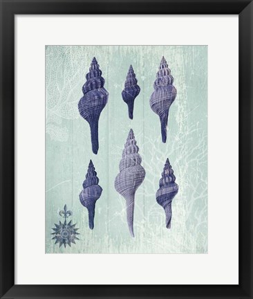 Framed Seashell Collection 2 c Print